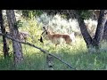 ADORABLE Pronghorn and Calf in Yellowstone National Park!