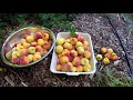 Abundant Peach Harvest In The Backyard Food Forest!