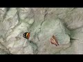 Butterfly Aviary