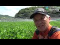 [KAF TV] I used that on sesame plants and the result was really good.