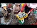 Cảng cá Đề Gi hôm nay - cá nục Suông Xanh Tươi Chật Kín Thuyền Buôn #fishmarket