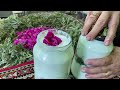 fresh sheep's milk yogurt making in nature| flavored yogurt with mountain herbs