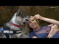 HOUSE WOLF - THE SHOW SIBERIAN HUSKY DOG -  Destructive or Calm Pet?