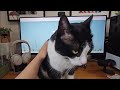 Evolution of the desk kitty, from kitten to cat
