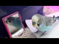 Sounds of Budgie [Parakeet/Budgerigar] My Cookie talking to Mirror