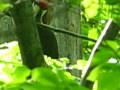 A Woodpecker