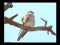 🔴 DOCUMENTAL: Tumbes, Bosques y Manglares de Alejandro Guerrero