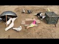 3 Ideas For Pigeon Trap | Birds Trap | How To Make Pigeon Trap | @qbtraps