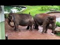 Dehiwala Zoo Animals Video (Saththu Waththa) in Colombo, Sri Lanka - Ticket Price and Full Tour