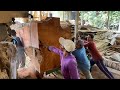 This is the Largest Size of Wood Ever Existing in the World | Monster wood worth 10 billion |Sawmill