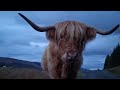 Highland Cow🐮from Scotland🤎🏴󠁧󠁢󠁳󠁣󠁴󠁿🤎
