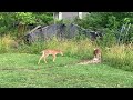 Whitetail Deer Fawns @ The Hillbilly Hoarder