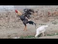 Aseel Hen and Aseel Rooster | Aseel Murga Murgi | Asil Chickens