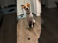 My dog fights a blueberry for 2 minutes straight