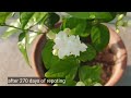 How To Grow Mogra Jasmine Plant From Cuttings | Mogra | Jasmine