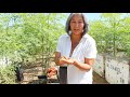 How to Grow Moringa: Planting the Seed