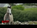 #whatsapp_status_video  a beautiful view of the horse and landscape.#animes