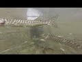 Feeding Tiger Muskies