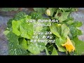 Eat your fill of pumpkin leaves that grow naturally in 1/2 pyeong