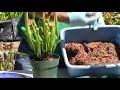 Top Dressing for Carnivorous Plants