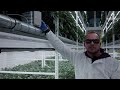 Cannabis-Anbau in Perfektion: Crop Steering auf Steinwolle mit Ben von Growmotion