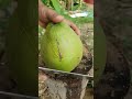 #coconutcutting