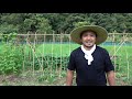 【自然農】インゲン豆とササゲの支柱作り　[Natural farming] Prop up Kidney beans and Cowpea