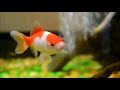 28-10-2019 redhead the goldfish eating