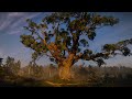 The Witcher 3 - Velen - Relaxing & Emotional Music and Ambience #relax #study #meditation