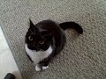 Cat Doesn't Like My Singing!!