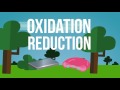 What Are Redox Reactions? (Oxygen Exchange) | Reactions | Chemistry | FuseSchool