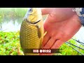 [Fishing Trip ep.01] Strong carp living in small waterways│ Carp fishing