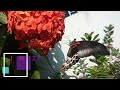 Flowers with Wings: Species Spotlight - Blue Mormon | NATURE AND WILDLIFE video