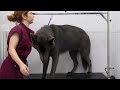 The rare and beautiful BLUE BAY SHEPHERD | Wolfdog