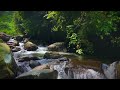 Beautiful Forest River Sounds, Babbling Brook, Birds Chirping, Nature Sounds, ASMR for Sleep.