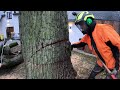 GROS DÉMONTAGE D'UN CHÊNE AU DESSUS DES TOITS / STIHL 661