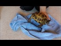Giving our Tortoise's a bath. Cleaning your Horsefield Tortoises.