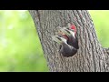 Pileated Woodpecker Chicks At the Nest