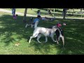 Shiba Inu playing