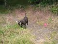 My Puppy Enzo runs a Puppy run