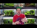 The Only Video You Need To Watch About Neocaridina Shrimp Tank Water Changes