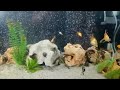 How to make Aquarium Bubble Wall used hose Pipe very fast / DIY