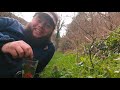 The Purple Dead Nettle: Nutritional & medicinal Wild Edible flower 🌸(Lamium purpureum)