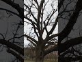 Massive Old Tree In Olmsted Psych Center Park. Buffalo NY