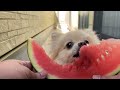 犬スイカチャレンジ🍉　＃ポメラニアン＃夏