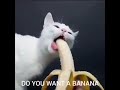 Do you want a banana!?|Memes i found on lukas server