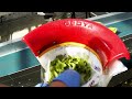 From Seed to Salad - Fully Automated Moving Gutter System