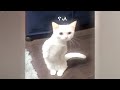 You Laugh You Lose🤣Funniest Dogs and Cats 2024😻🐶