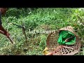 Harvesting Bamboo Shoots//Village Life/