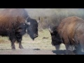 Banff National Park - bison calf historic first steps